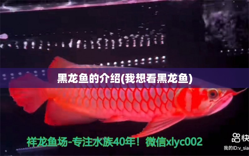 黑龍魚的介紹(我想看黑龍魚) 羅漢魚