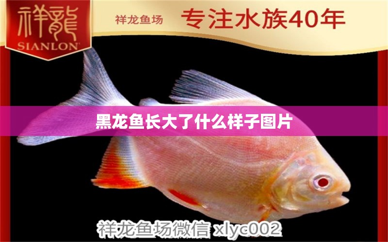 黑龍魚(yú)長(zhǎng)大了什么樣子圖片 祥龍魚(yú)場(chǎng)