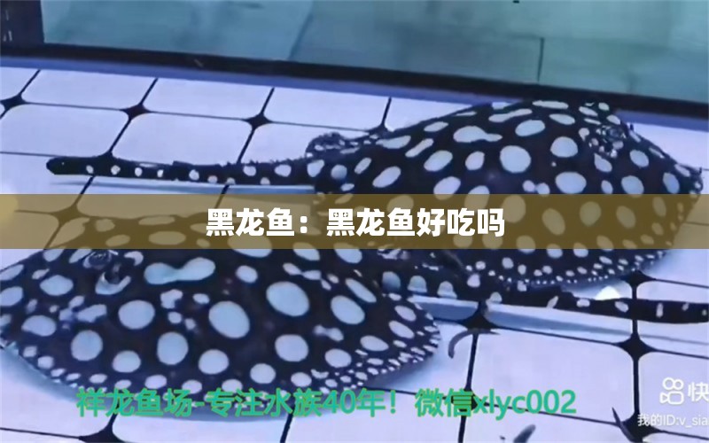 黑龍魚：黑龍魚好吃嗎 觀賞魚