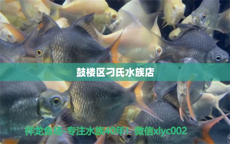 鼓樓區(qū)刁氏水族店