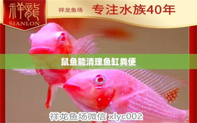 鼠魚能清理魚缸糞便