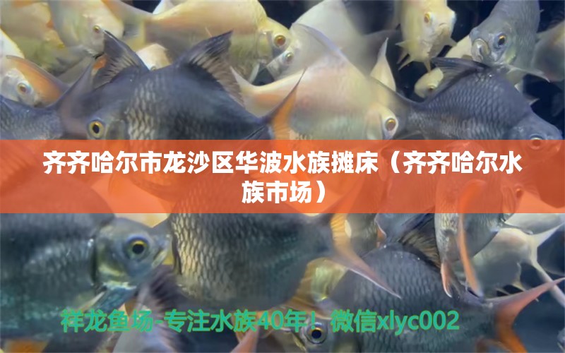 齊齊哈爾市龍沙區(qū)華波水族攤床（齊齊哈爾水族市場）