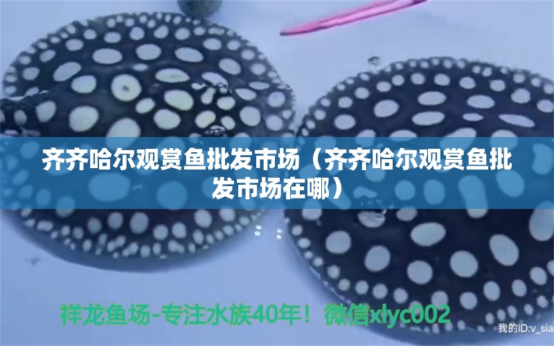 齊齊哈爾觀賞魚批發(fā)市場(chǎng)（齊齊哈爾觀賞魚批發(fā)市場(chǎng)在哪）