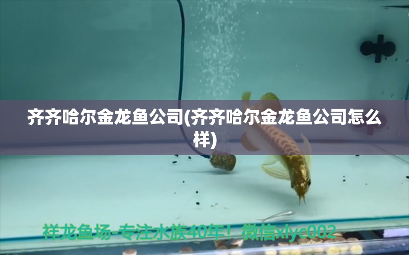 齊齊哈爾金龍魚公司(齊齊哈爾金龍魚公司怎么樣) 帝王血鉆魚