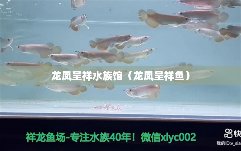 龍鳳呈祥水族館（龍鳳呈祥魚） 全國水族館企業(yè)名錄