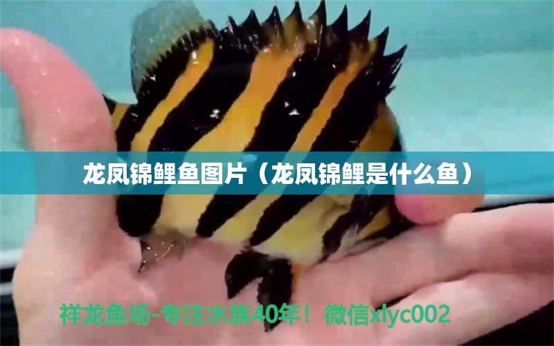 龍鳳錦鯉魚圖片（龍鳳錦鯉是什么魚）