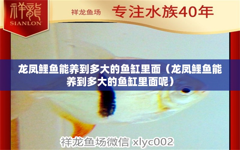 龍鳳鯉魚(yú)能養(yǎng)到多大的魚(yú)缸里面（龍鳳鯉魚(yú)能養(yǎng)到多大的魚(yú)缸里面呢） 龍鳳鯉魚(yú)