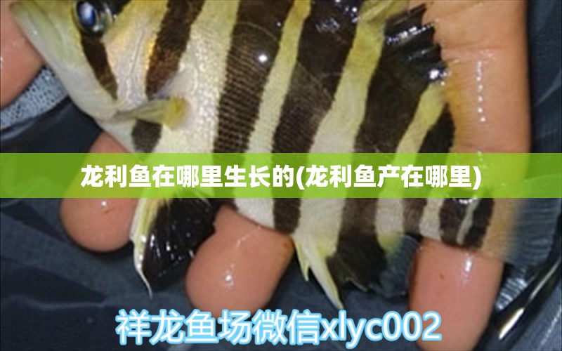 龍利魚在哪里生長的(龍利魚產(chǎn)在哪里) 虎魚魚苗