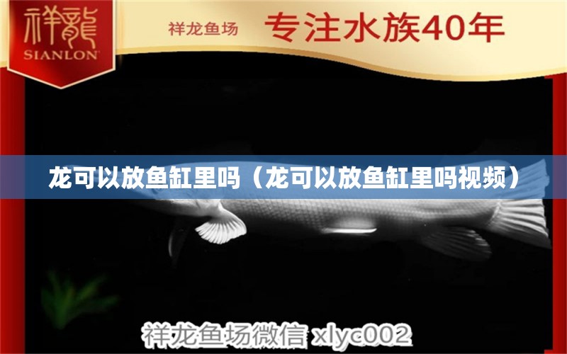 龍可以放魚缸里嗎（龍可以放魚缸里嗎視頻）