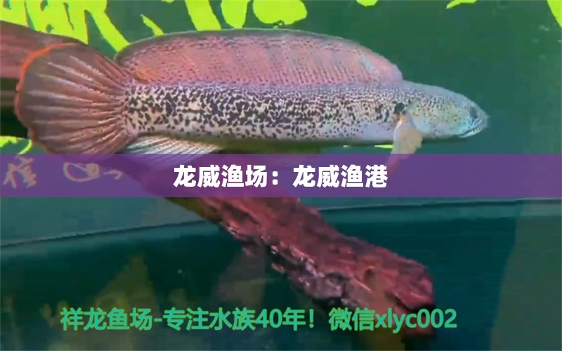 龍威漁場：龍威漁港 B級過背金龍魚 第1張