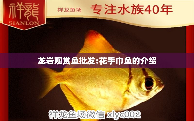 龍巖觀賞魚批發(fā):花手巾魚的介紹 觀賞魚批發(fā)