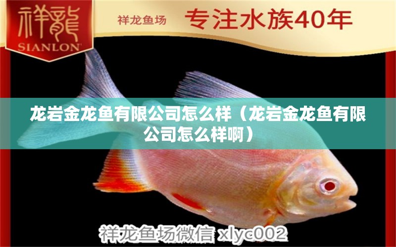 龍巖金龍魚有限公司怎么樣（龍巖金龍魚有限公司怎么樣?。? title=