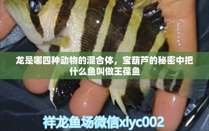 龍是哪四種動物的混合體，寶葫蘆的秘密中把什么魚叫做王葆魚