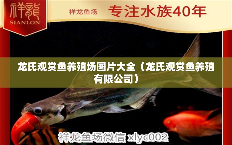 龍氏觀賞魚養(yǎng)殖場(chǎng)圖片大全（龍氏觀賞魚養(yǎng)殖有限公司）