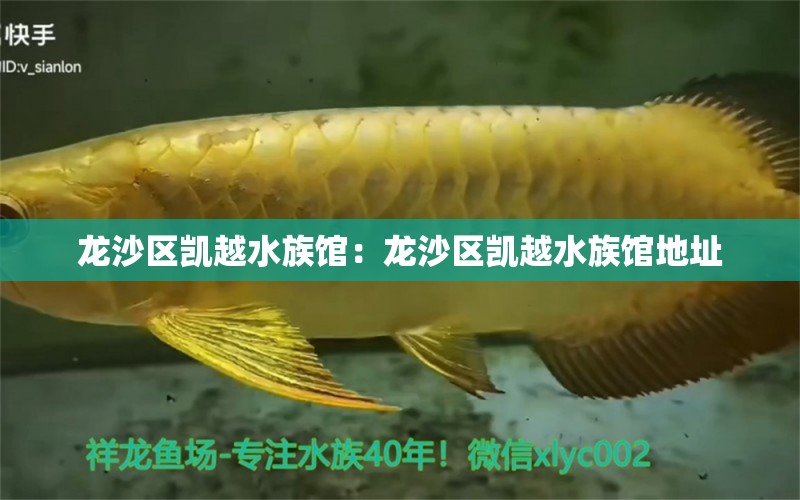 龍沙區(qū)凱越水族館：龍沙區(qū)凱越水族館地址 全國水族館企業(yè)名錄