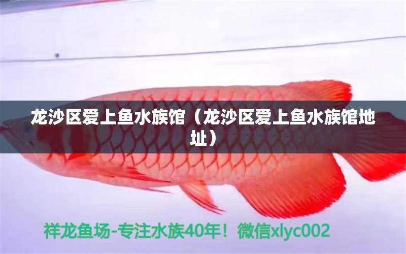 龍沙區(qū)愛上魚水族館（龍沙區(qū)愛上魚水族館地址）