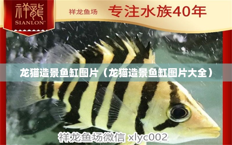 龍貓造景魚缸圖片（龍貓造景魚缸圖片大全）