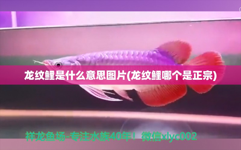 龍紋鯉是什么意思圖片(龍紋鯉哪個是正宗) 星點金龍魚