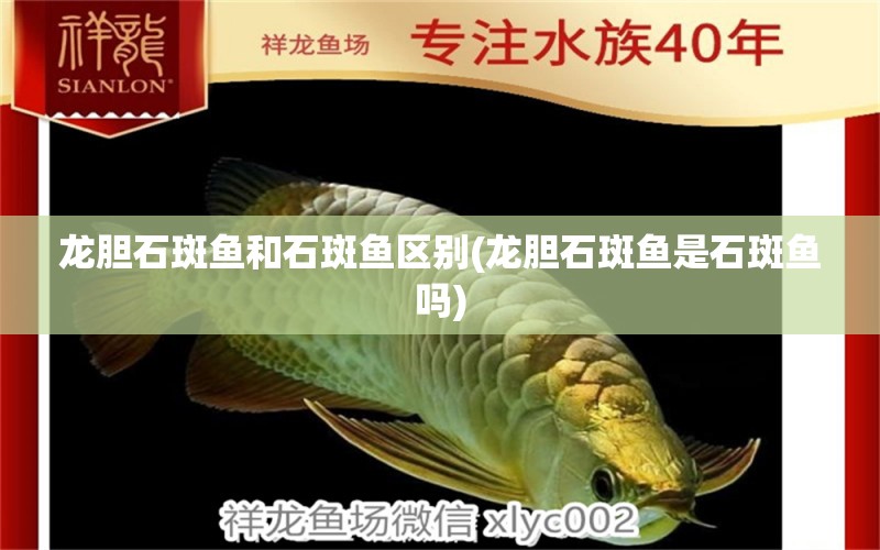 龍膽石斑魚和石斑魚區(qū)別(龍膽石斑魚是石斑魚嗎) 福滿鉆魚