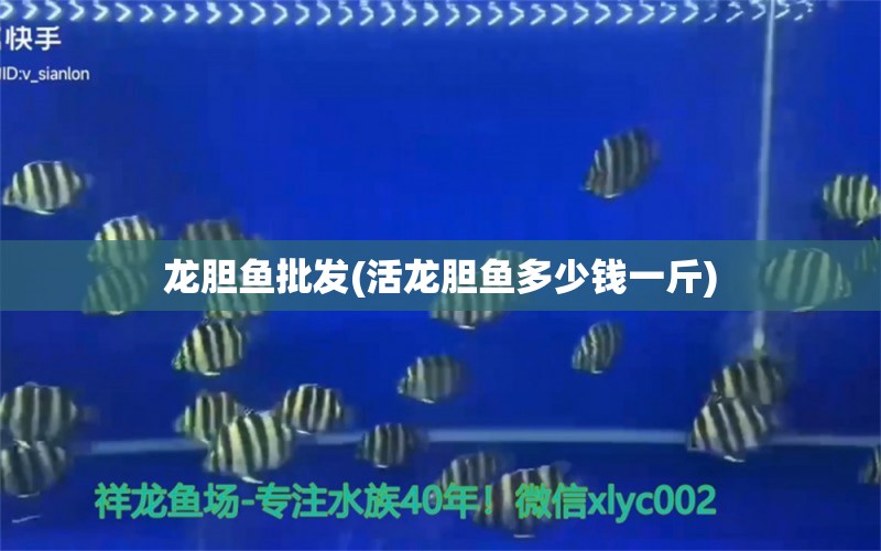 龍膽魚批發(fā)(活龍膽魚多少錢一斤) 熊貓異形魚L46