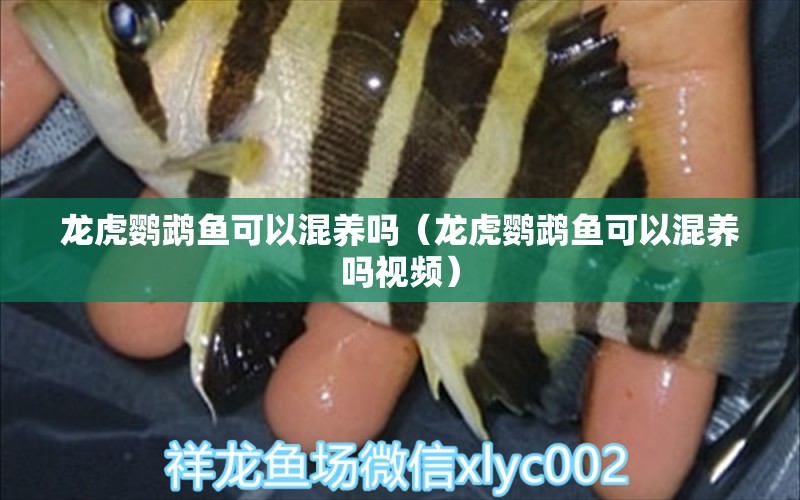 龍虎鸚鵡魚可以混養(yǎng)嗎（龍虎鸚鵡魚可以混養(yǎng)嗎視頻）