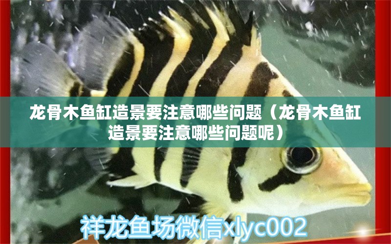 龍骨木魚缸造景要注意哪些問題（龍骨木魚缸造景要注意哪些問題呢） 其他品牌魚缸