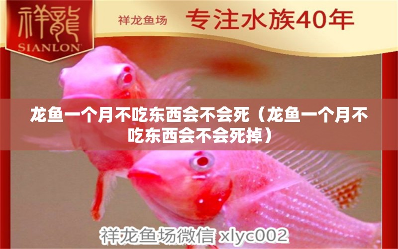 龍魚一個月不吃東西會不會死（龍魚一個月不吃東西會不會死掉） 觀賞魚水族批發(fā)市場