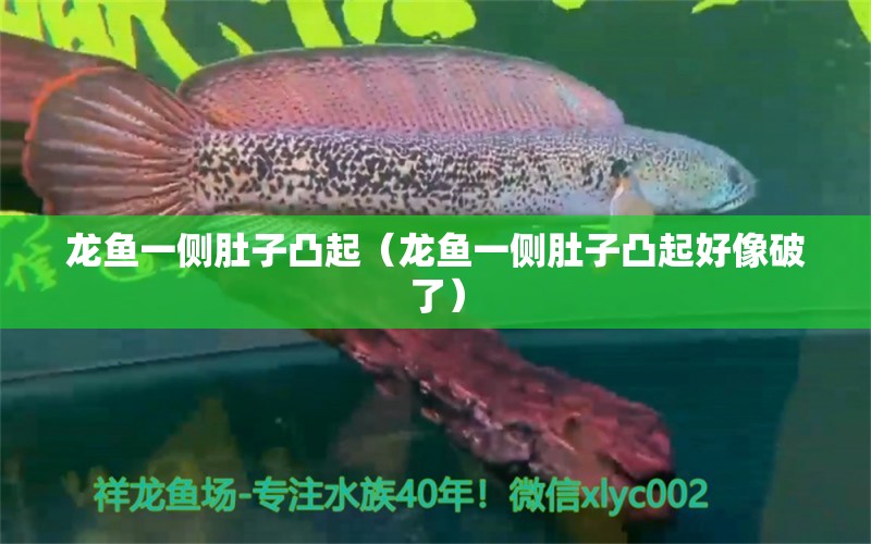 龍魚一側(cè)肚子凸起（龍魚一側(cè)肚子凸起好像破了） 觀賞魚市場（混養(yǎng)魚）