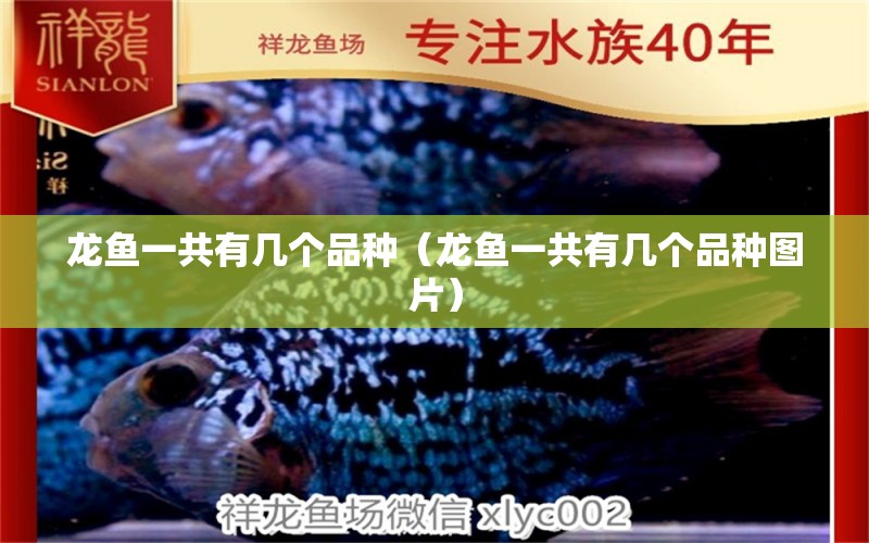 龍魚一共有幾個(gè)品種（龍魚一共有幾個(gè)品種圖片）