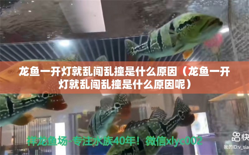 龍魚一開燈就亂闖亂撞是什么原因（龍魚一開燈就亂闖亂撞是什么原因呢）