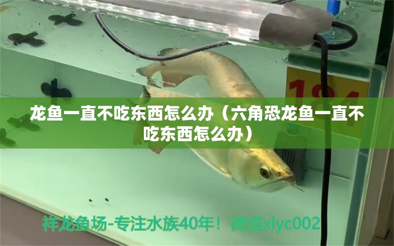 龍魚一直不吃東西怎么辦（六角恐龍魚一直不吃東西怎么辦） 龍魚疾病與治療