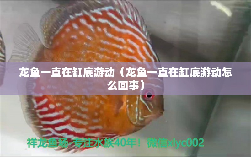 龍魚一直在缸底游動（龍魚一直在缸底游動怎么回事） 廣州龍魚批發(fā)市場