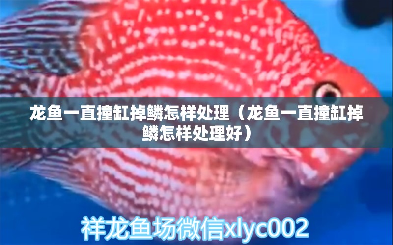 龍魚一直撞缸掉鱗怎樣處理（龍魚一直撞缸掉鱗怎樣處理好）