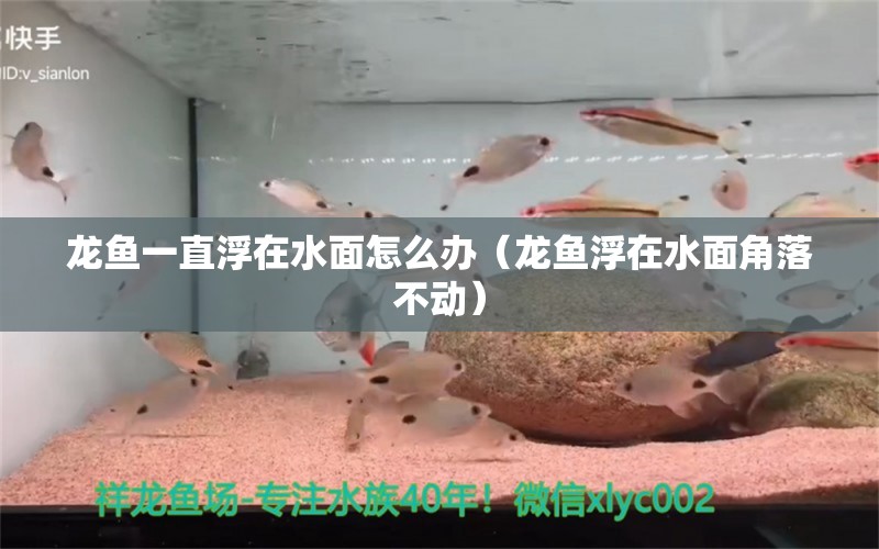 龍魚一直浮在水面怎么辦（龍魚浮在水面角落不動(dòng)） 水族用品