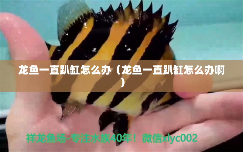 龍魚(yú)一直趴缸怎么辦（龍魚(yú)一直趴缸怎么辦?。? title=