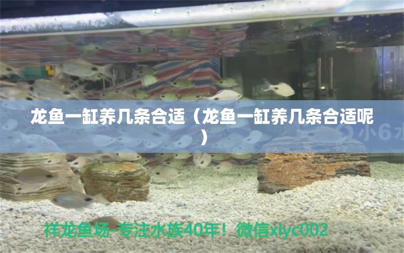 龍魚(yú)一缸養(yǎng)幾條合適（龍魚(yú)一缸養(yǎng)幾條合適呢） 量子養(yǎng)魚(yú)技術(shù)