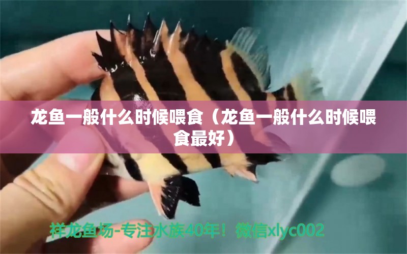 龍魚一般什么時(shí)候喂食（龍魚一般什么時(shí)候喂食最好） 廣州龍魚批發(fā)市場(chǎng)