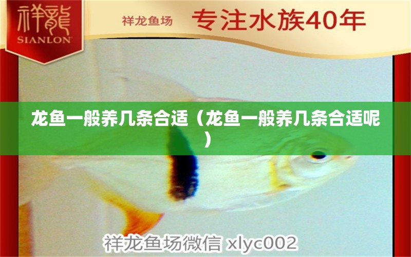 龍魚一般養(yǎng)幾條合適（龍魚一般養(yǎng)幾條合適呢）