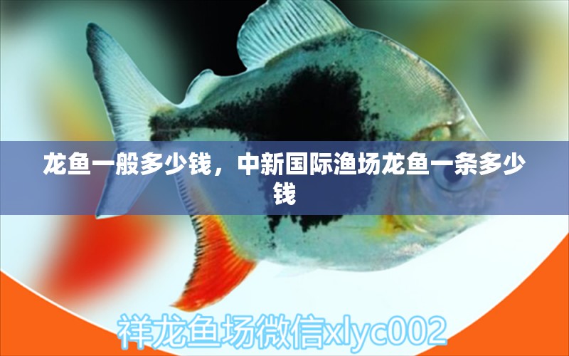 龍魚一般多少錢，中新國際漁場龍魚一條多少錢