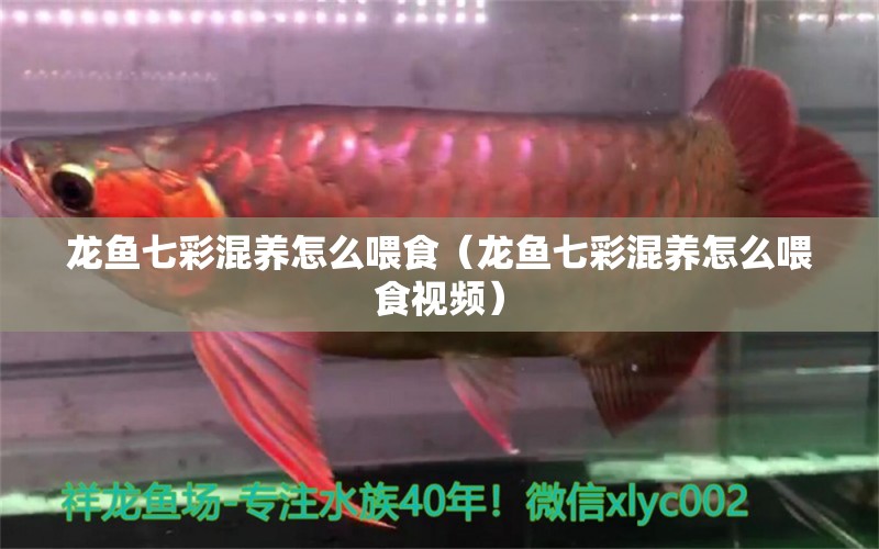 龍魚(yú)七彩混養(yǎng)怎么喂食（龍魚(yú)七彩混養(yǎng)怎么喂食視頻）