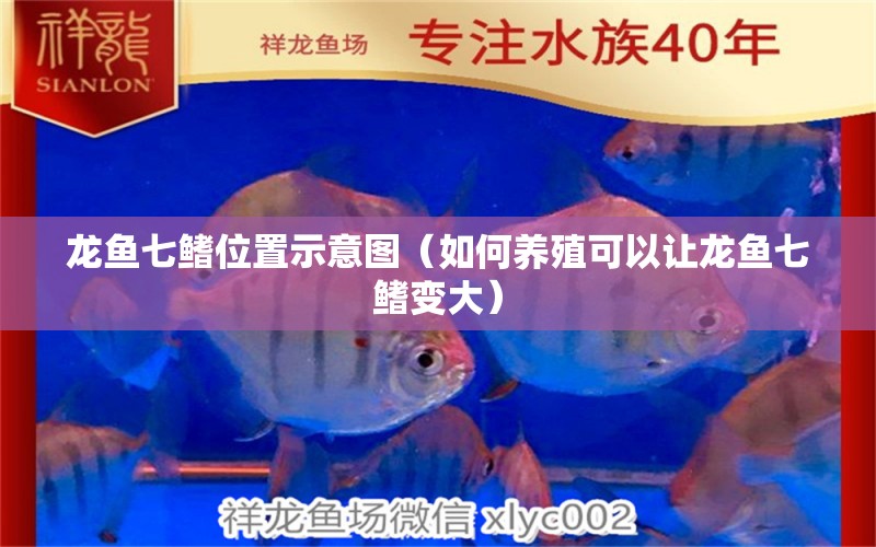 龍魚(yú)七鰭位置示意圖（如何養(yǎng)殖可以讓龍魚(yú)七鰭變大）