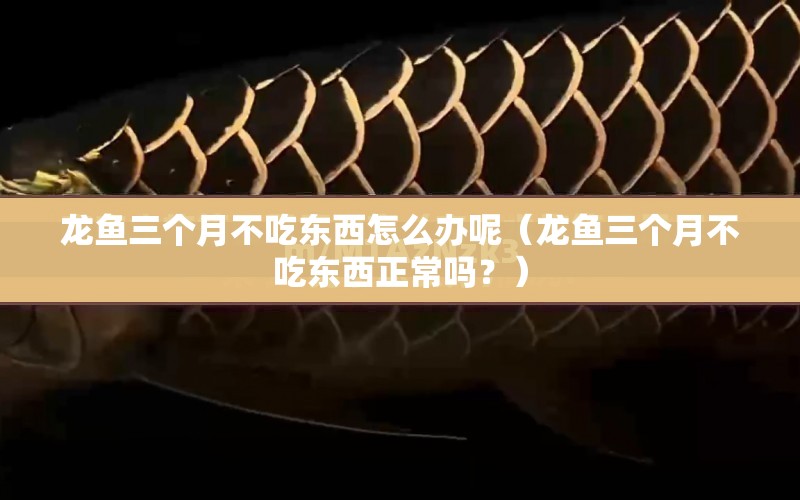 龍魚三個月不吃東西怎么辦呢（龍魚三個月不吃東西正常嗎？） 水族問答 第1張