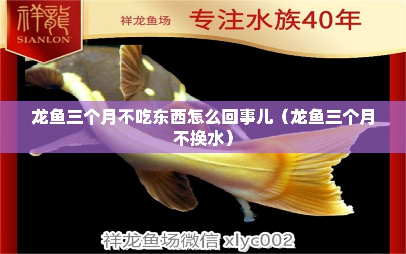 龍魚三個月不吃東西怎么回事兒（龍魚三個月不換水）