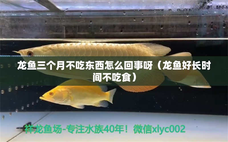 龍魚(yú)三個(gè)月不吃東西怎么回事呀（龍魚(yú)好長(zhǎng)時(shí)間不吃食） 稀有紅龍品種