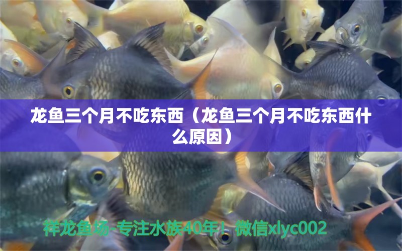 龍魚三個月不吃東西（龍魚三個月不吃東西什么原因）