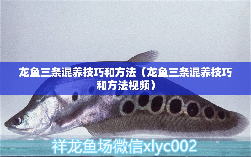 龍魚三條混養(yǎng)技巧和方法（龍魚三條混養(yǎng)技巧和方法視頻） 龍魚疾病與治療