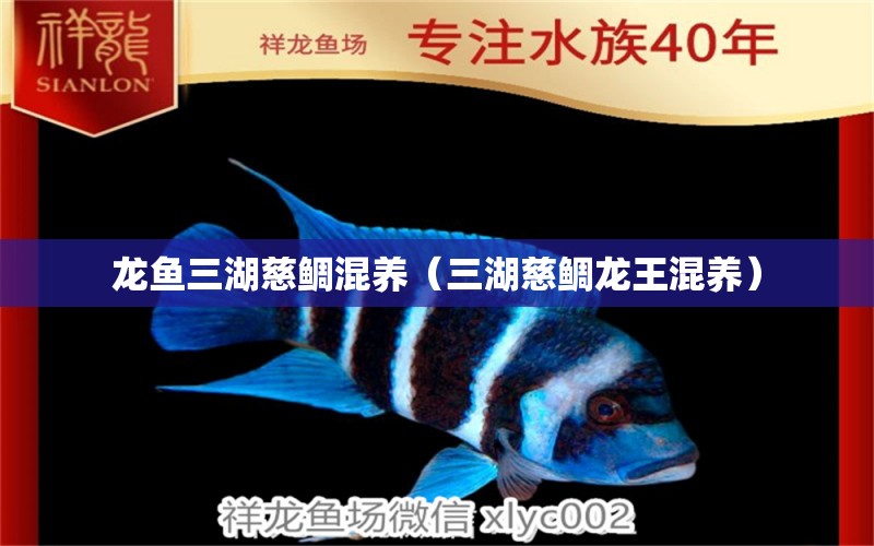 龍魚三湖慈鯛混養(yǎng)（三湖慈鯛龍王混養(yǎng)） 觀賞魚