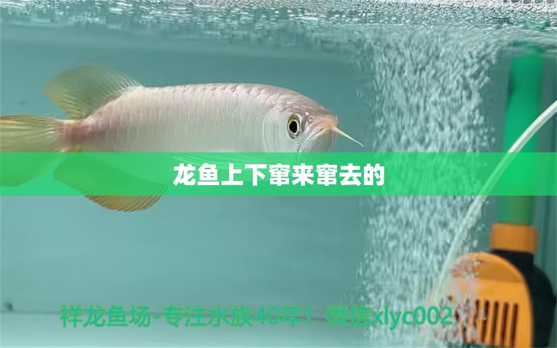 龍魚上下竄來竄去的 祥龍魚場