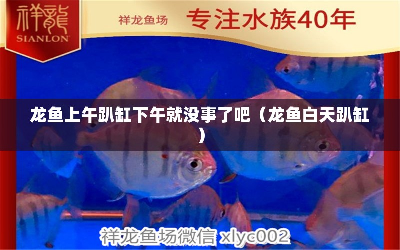 龍魚上午趴缸下午就沒事了吧（龍魚白天趴缸）