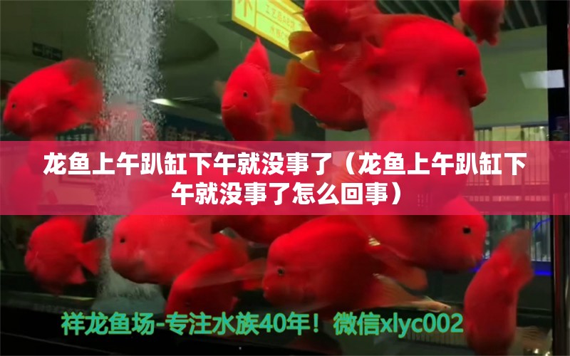 龍魚上午趴缸下午就沒事了（龍魚上午趴缸下午就沒事了怎么回事） 廣州龍魚批發(fā)市場